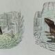 Original zoological plate "field mouse, perch rat, scherman,... - Buffon 1838