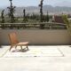 Handmade Azilal rug, 230 x 155 cm, AZ823