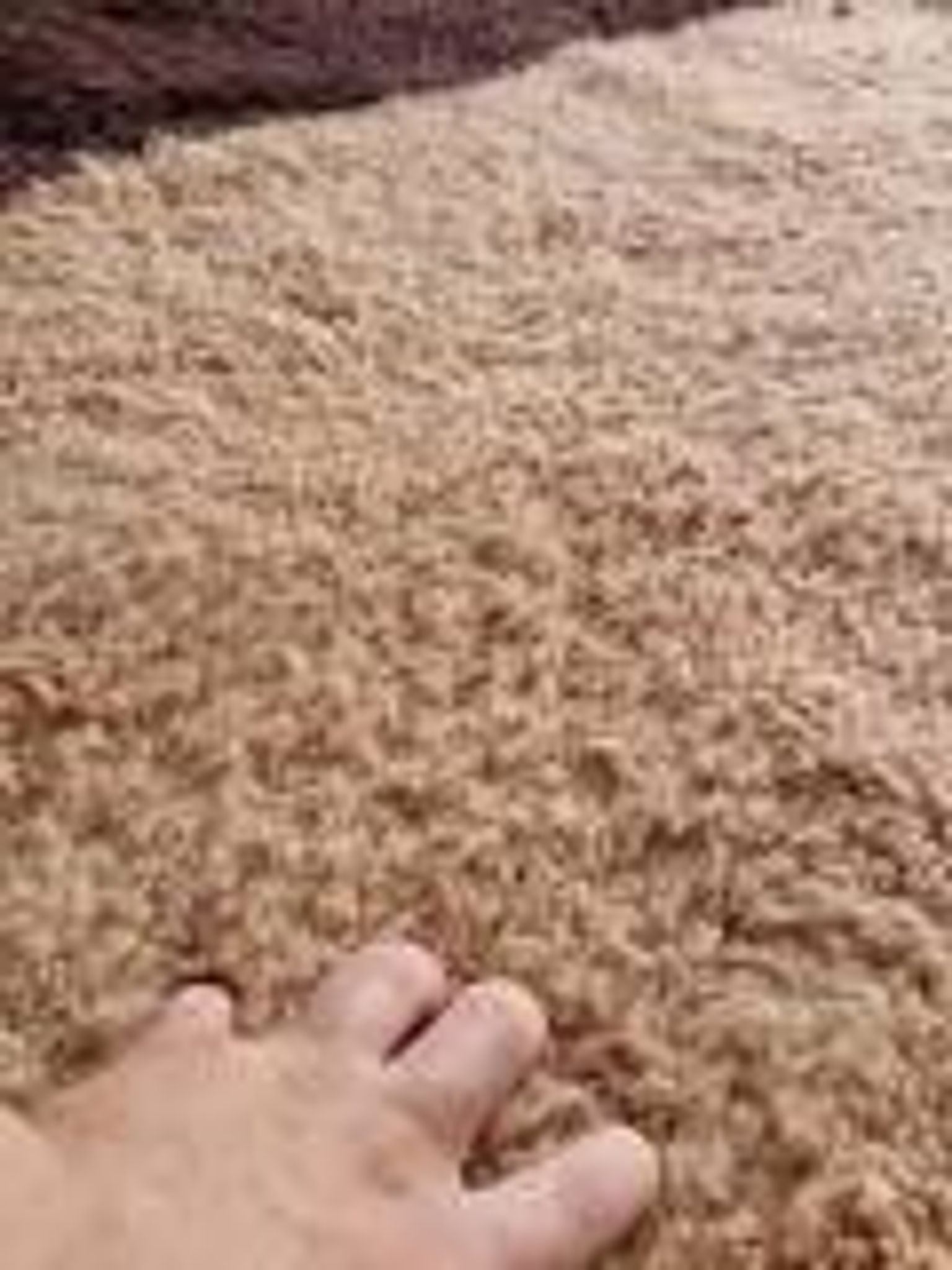 TAPIS DE 250cmX150cm
