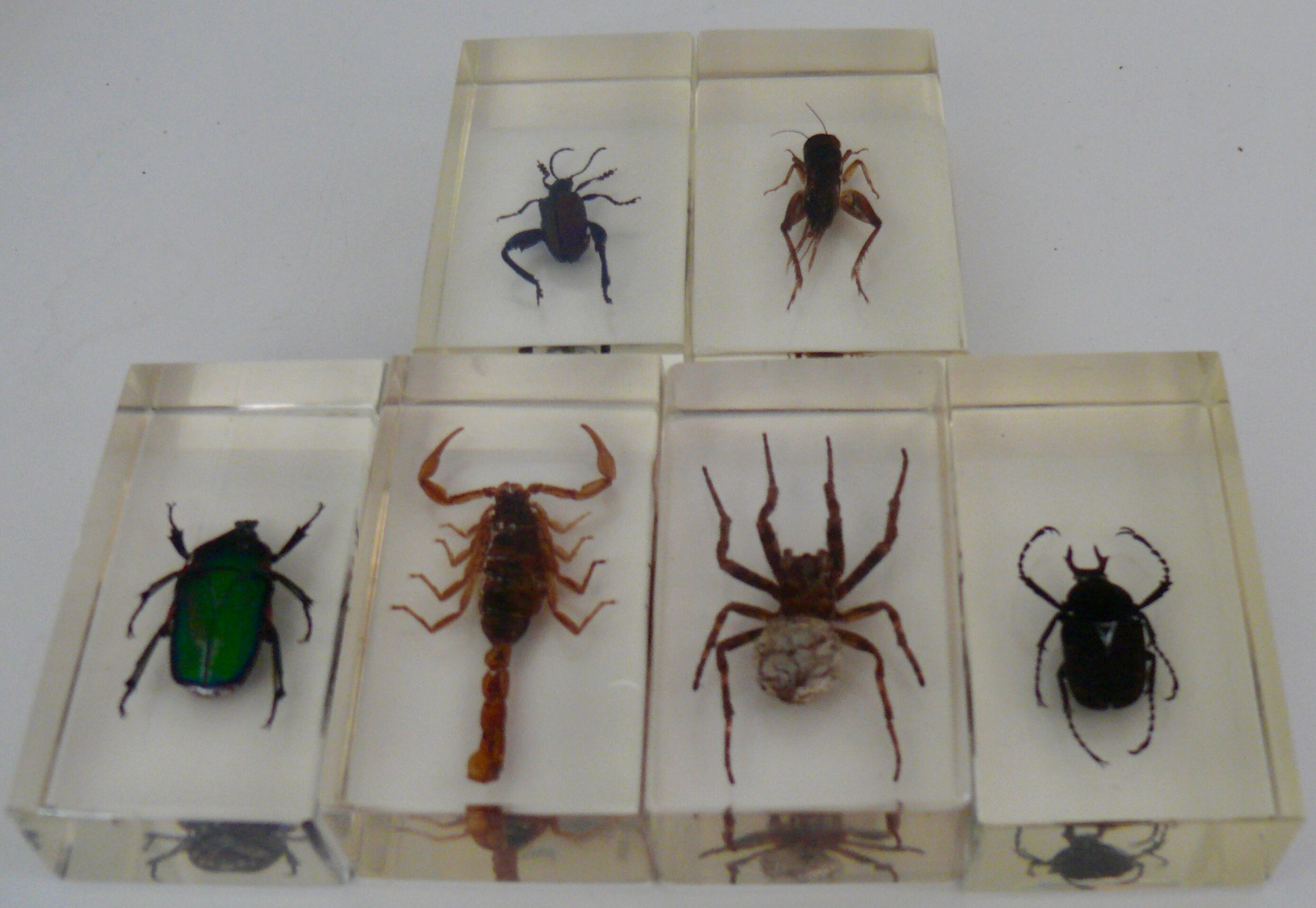 Insects in resin inclusion