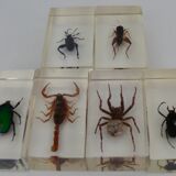 Insects in resin inclusion