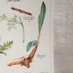 Botanical plank