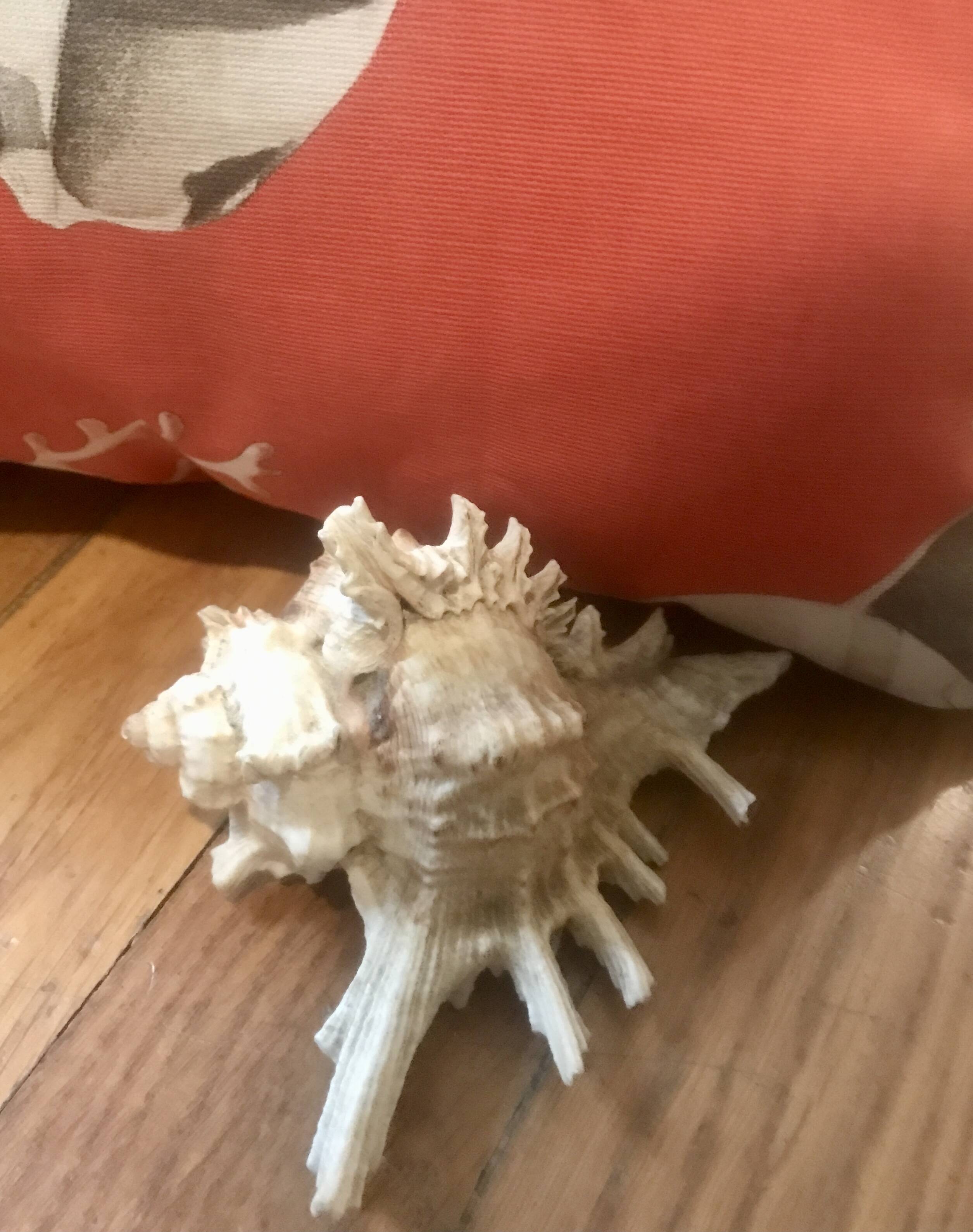 Comoros 7 fingers shell