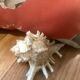 Comoros 7 fingers shell