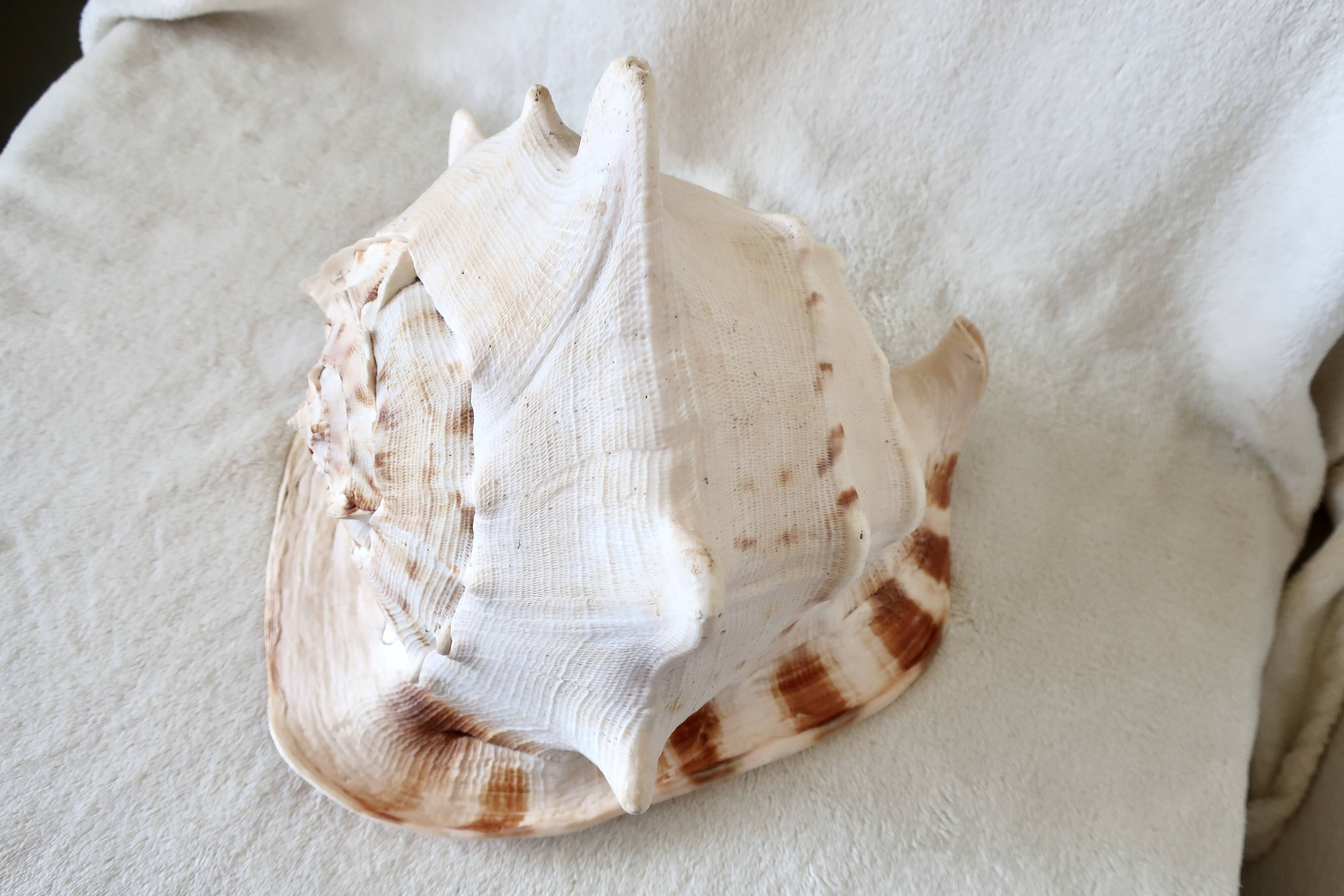 Rare and Large "Cassis Cornuta", Horned Helmet 32 cm, TBE