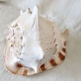 Rare and Large "Cassis Cornuta", Horned Helmet 32 cm, TBE