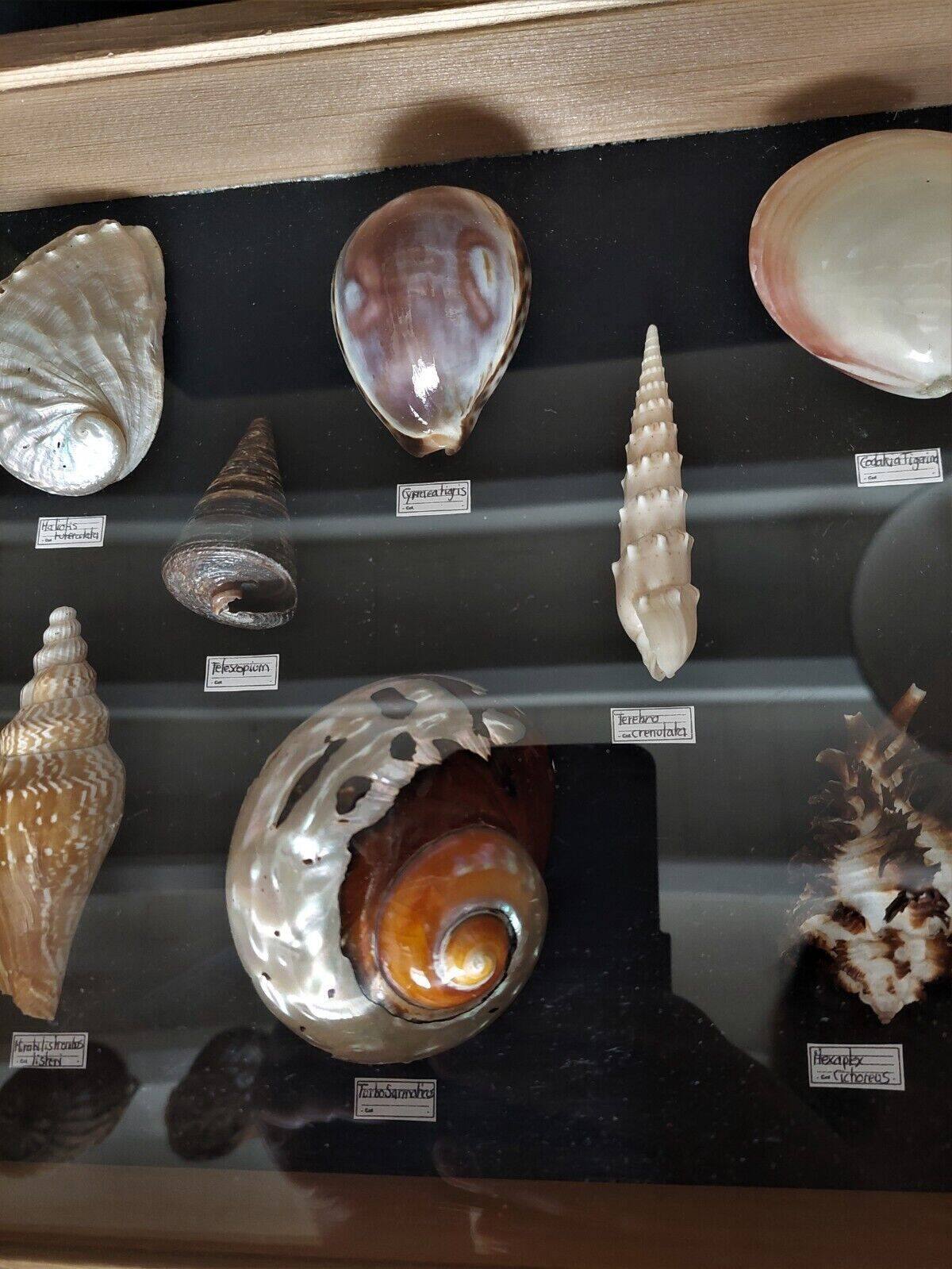 Collection frame with shells