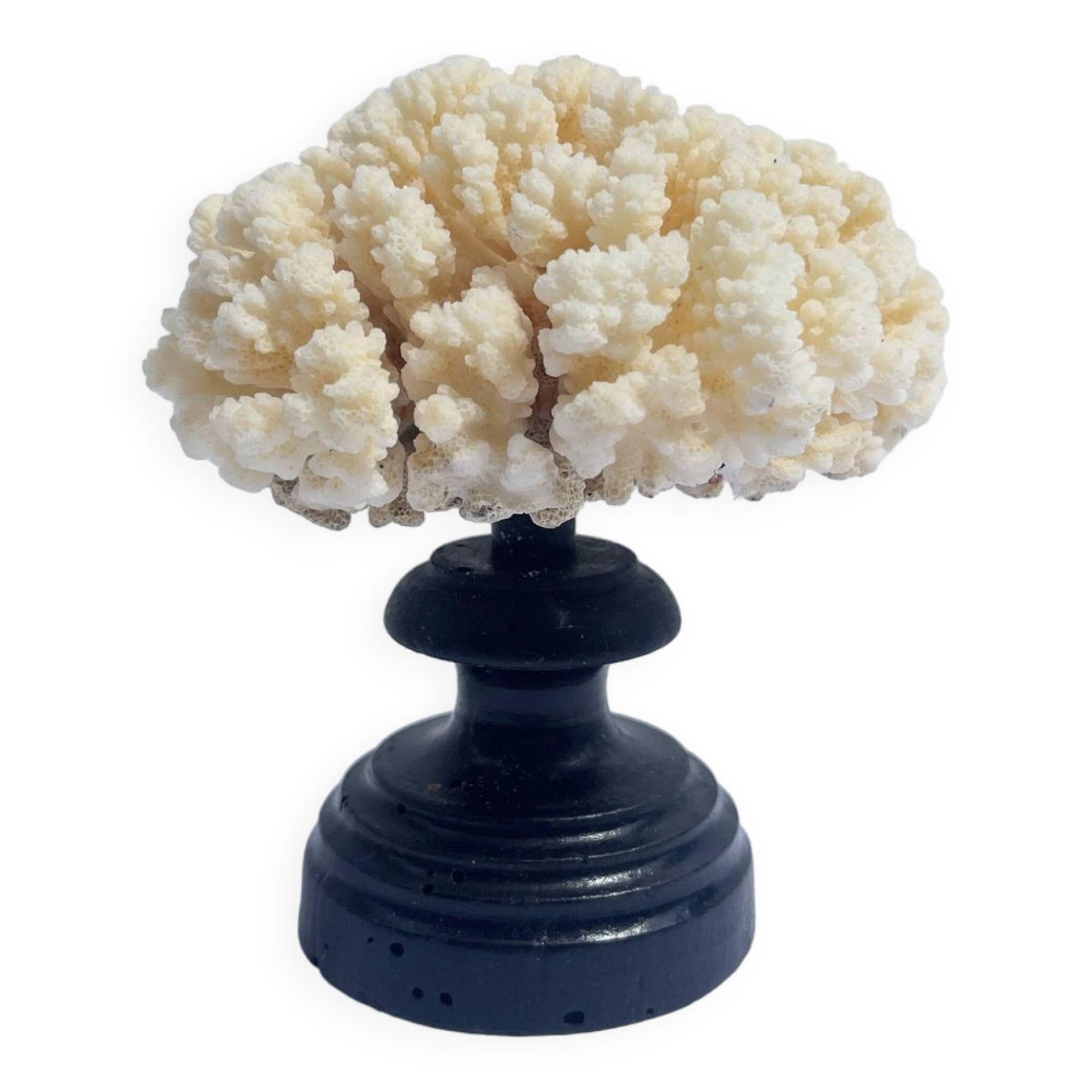 Natural white coral on wooden base turned Napoleon III 19th century cabinet of curiosities