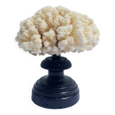 Corail blanc naturel sur socle en bois tourné napoléon iii xixe cabinet de curiosités