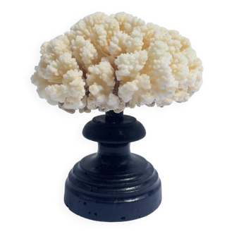 Corail blanc naturel sur socle en bois tourné napoléon iii xixe cabinet de curiosités