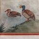 Old painting drawing watercolor duck view + vintage golden frame