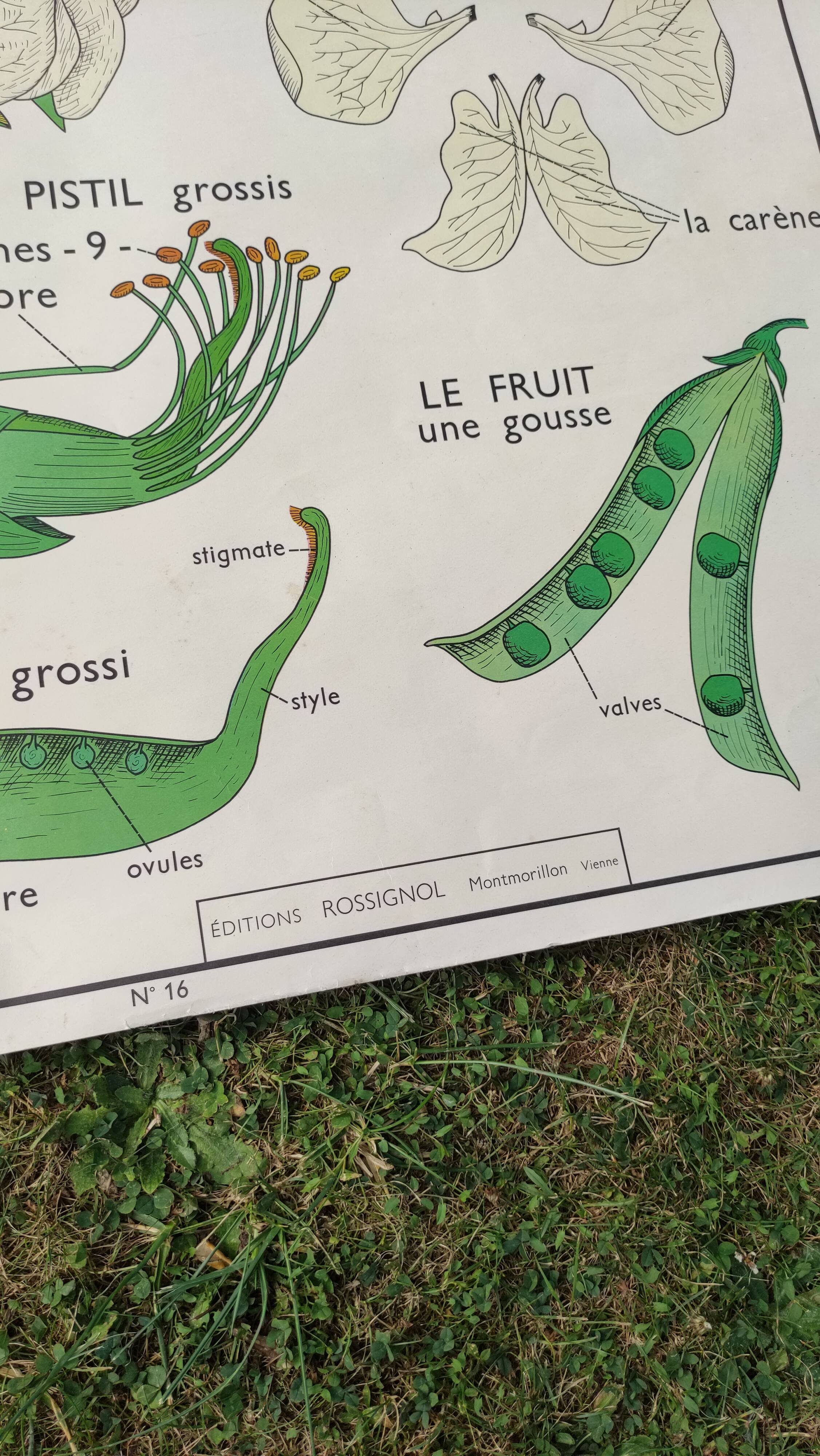 Botanical school poster Montmorillon 15 & 16