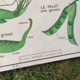 Botanical school poster Montmorillon 15 & 16