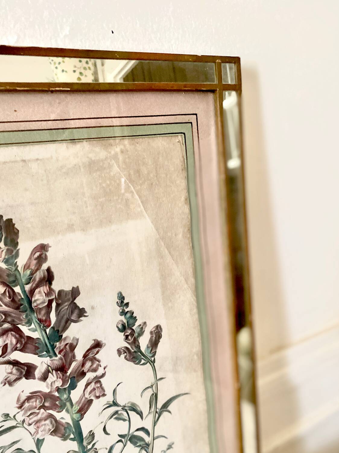 Botanical lithograph frame