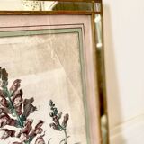 Botanical lithograph frame