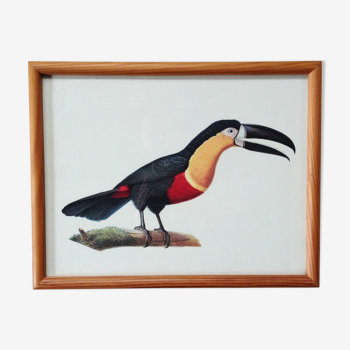 Cadre ornithologique toucan