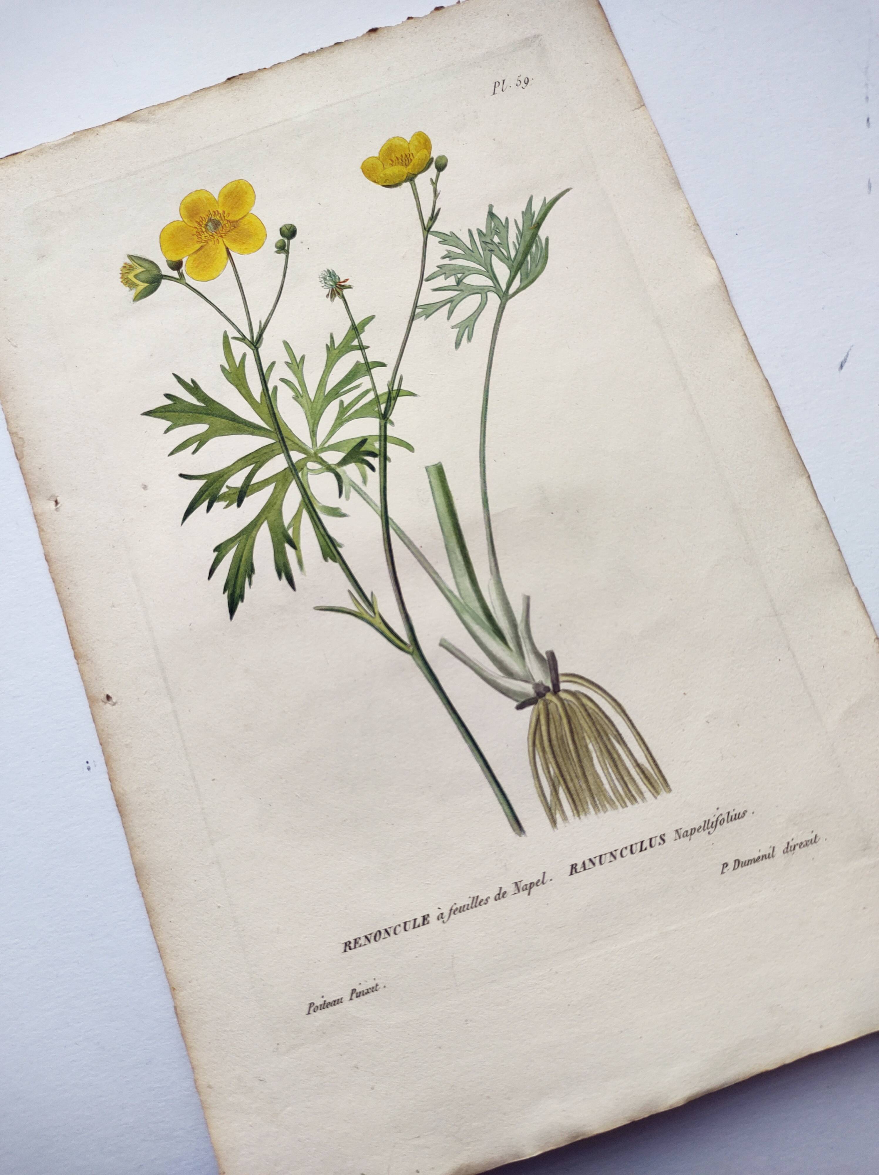 Antique botanical engraving from 1829 - Napel's buttercup - Plate
