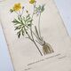 Antique botanical engraving from 1829 - Napel's buttercup - Plate