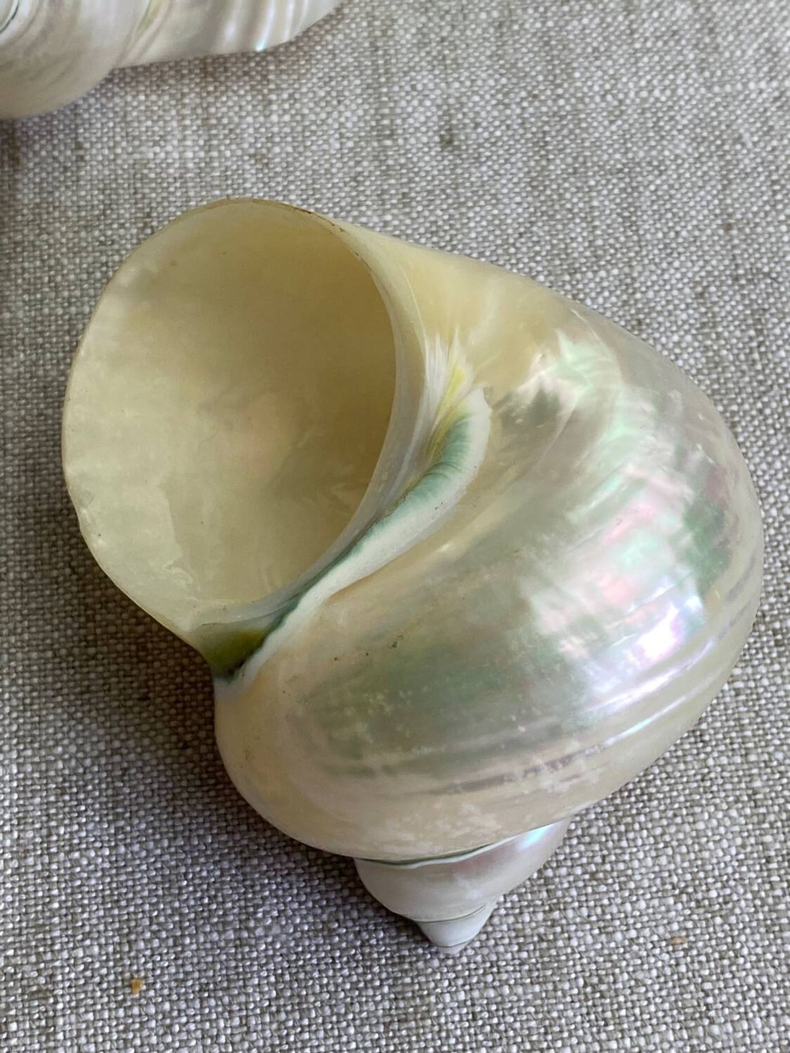 Coquillages nacre blanche, turbo imperialis