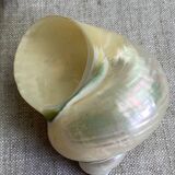 White mother-of-pearl shells, turbo imperialis