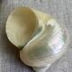 Coquillages nacre blanche, turbo imperialis