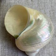 Coquillages nacre blanche, turbo imperialis
