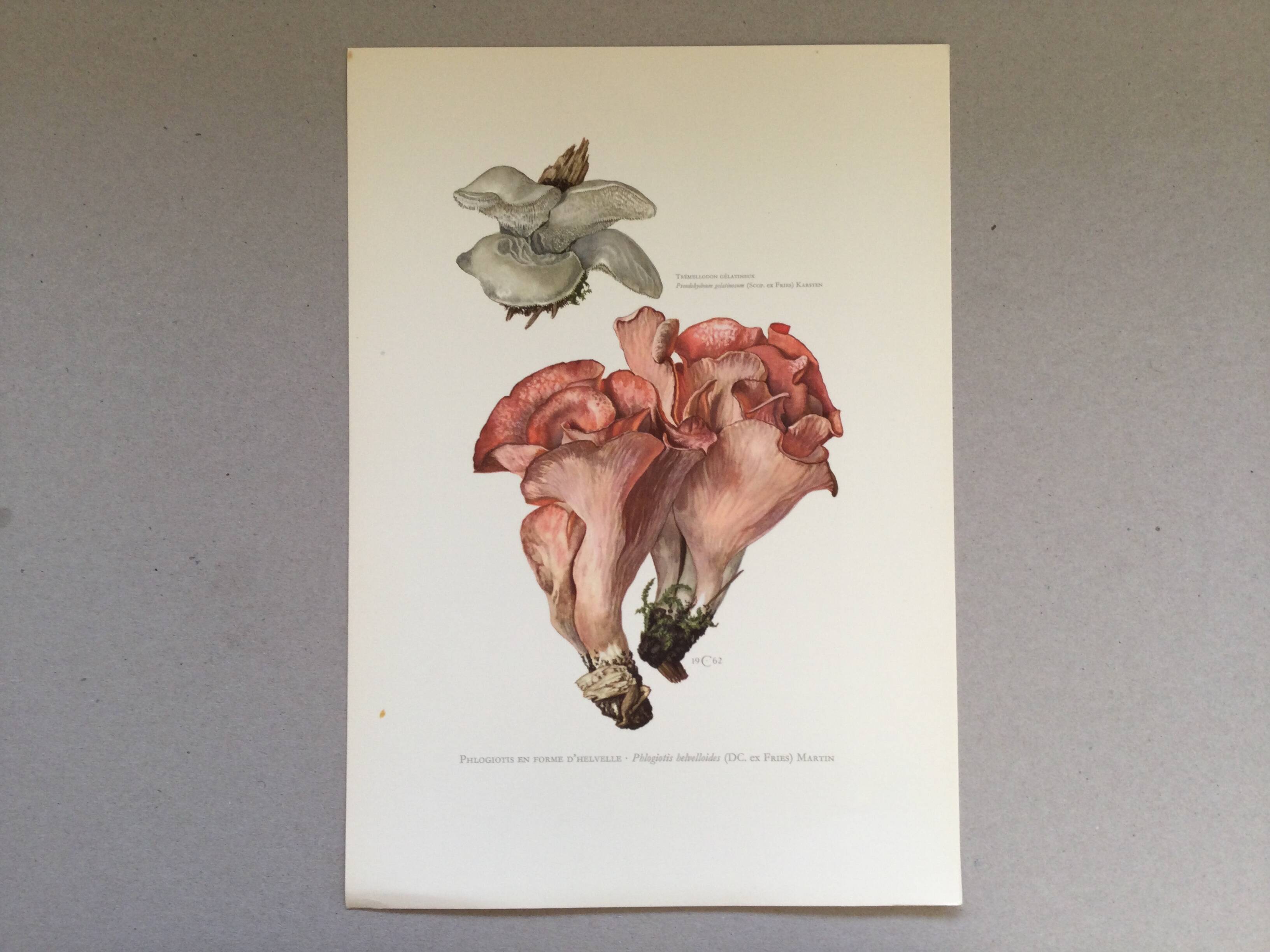 Botanical illustration "mushrooms", 1960s