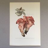 Illustration botanique "champignons", années 60