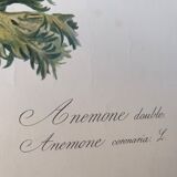 Lithographie gravure ancienne les anémones double, style herbier vintage et collector