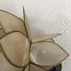 Lotus wall lamp in mother-of-pearl petals
