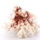 White coral, 70s