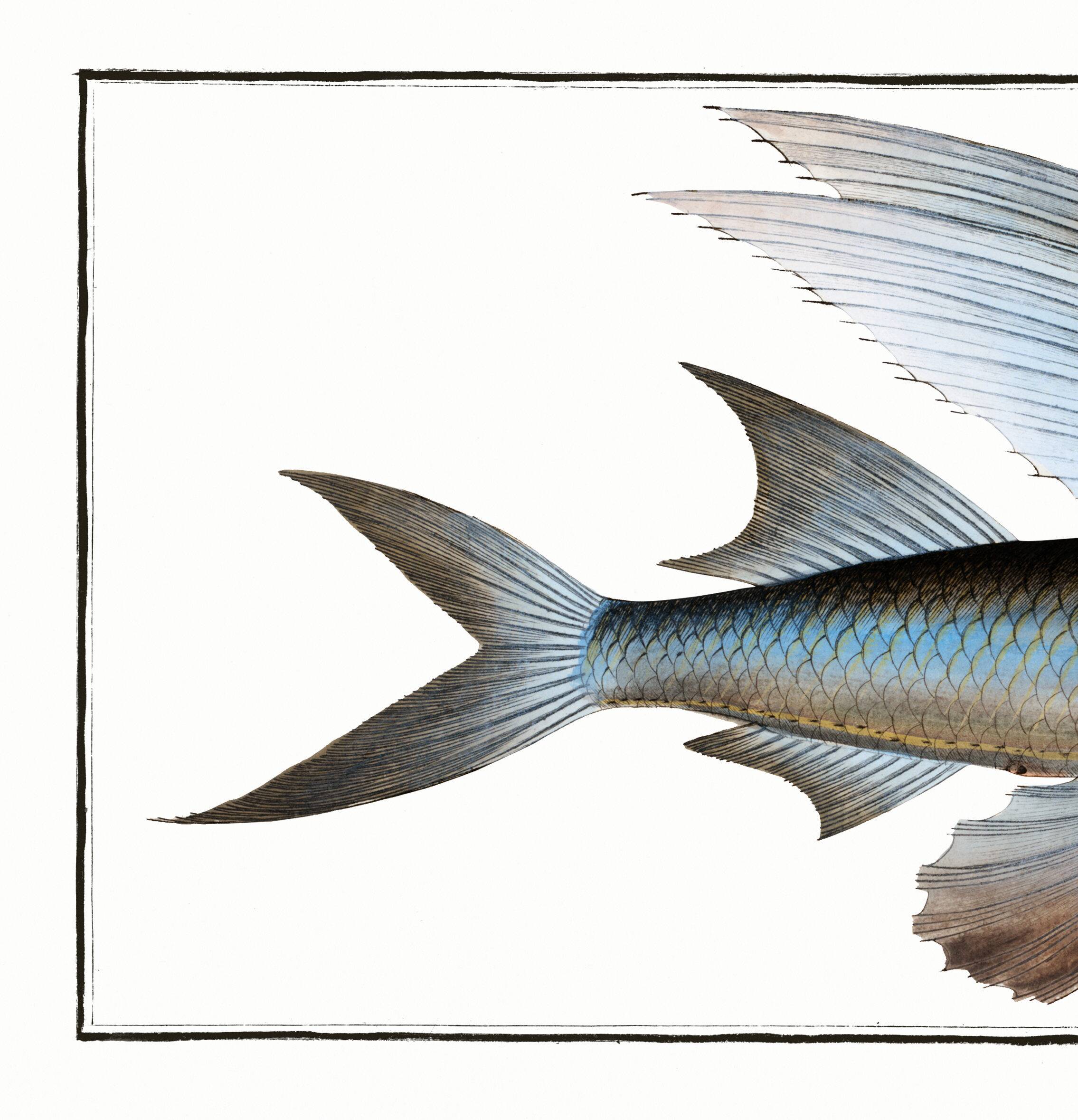 Poster about the flying fish (2), after an old engraving from 1746.