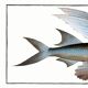 Poster about the flying fish (2), after an old engraving from 1746.