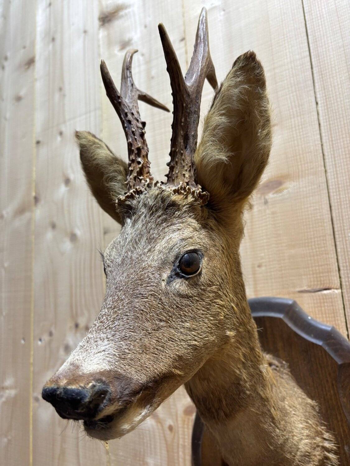 Deer head