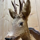 Deer head