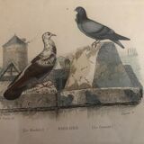 19th hand-coloured engraving