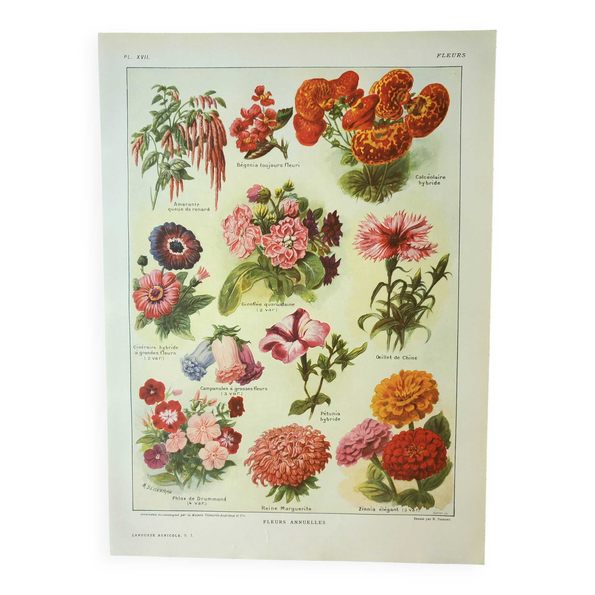 Antique engraving 1922, Annual flowers, botany, garden • Lithograph, original illustration