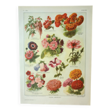 Antique engraving 1922, Annual flowers, botany, garden • Lithograph, original illustration