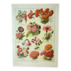 Gravure ancienne 1922, Fleurs annuelles, botanique, jardin • Lithographie, illustration originale