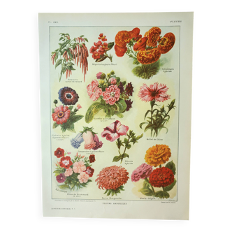 Antique engraving 1922, Annual flowers, botany, garden • Lithograph, original illustration