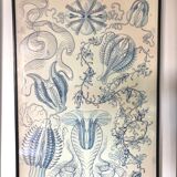 Triptyque Haeckel - « Formes artistiques de la nature » 40x60cm chacun