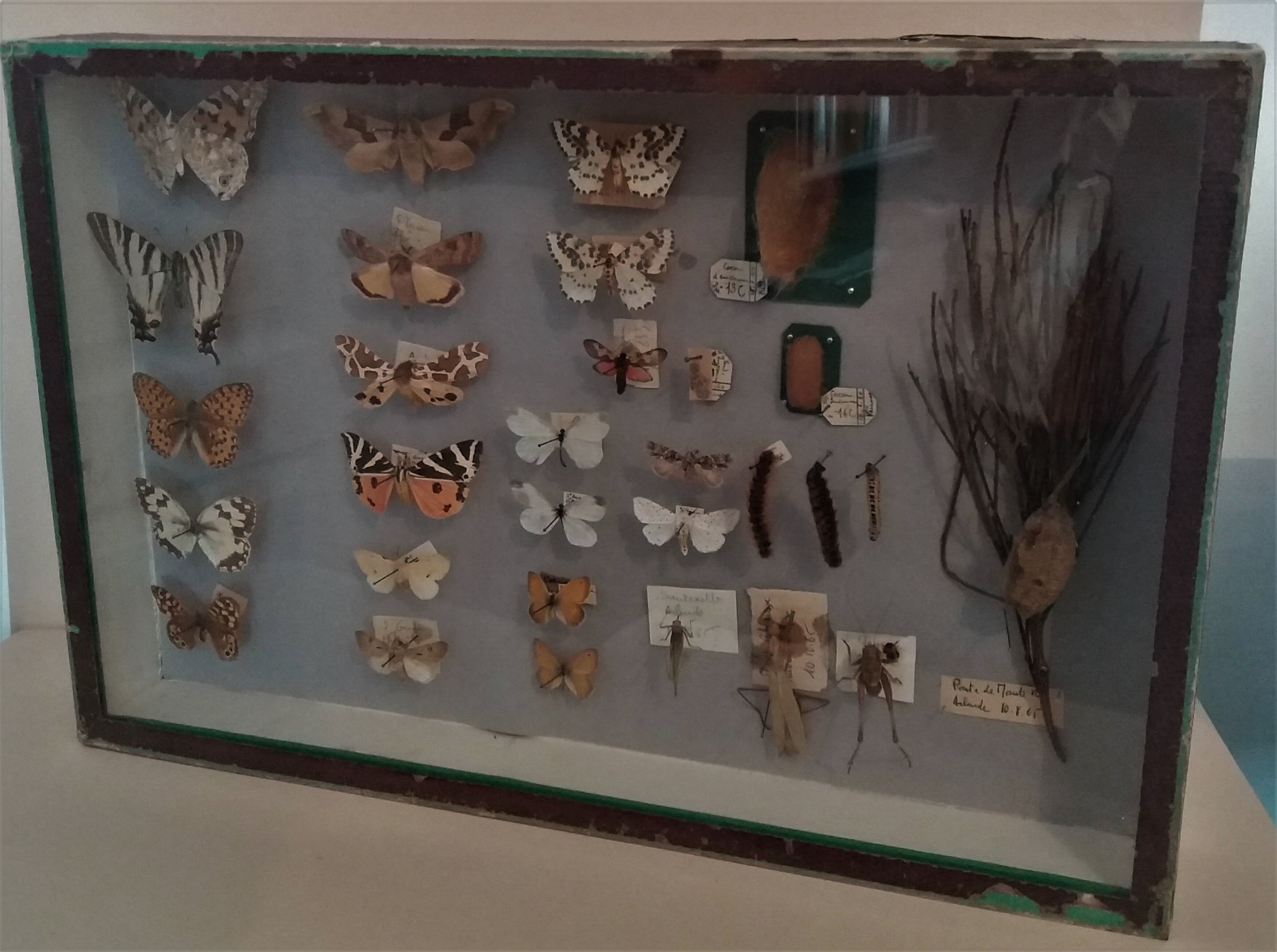 Entomology entomological box with butterflies Nérée Boubée Paris