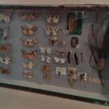 Entomology entomological box with butterflies Nérée Boubée Paris
