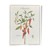 Planche botanique le piment doux
