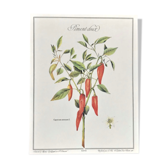 Planche botanique le piment doux