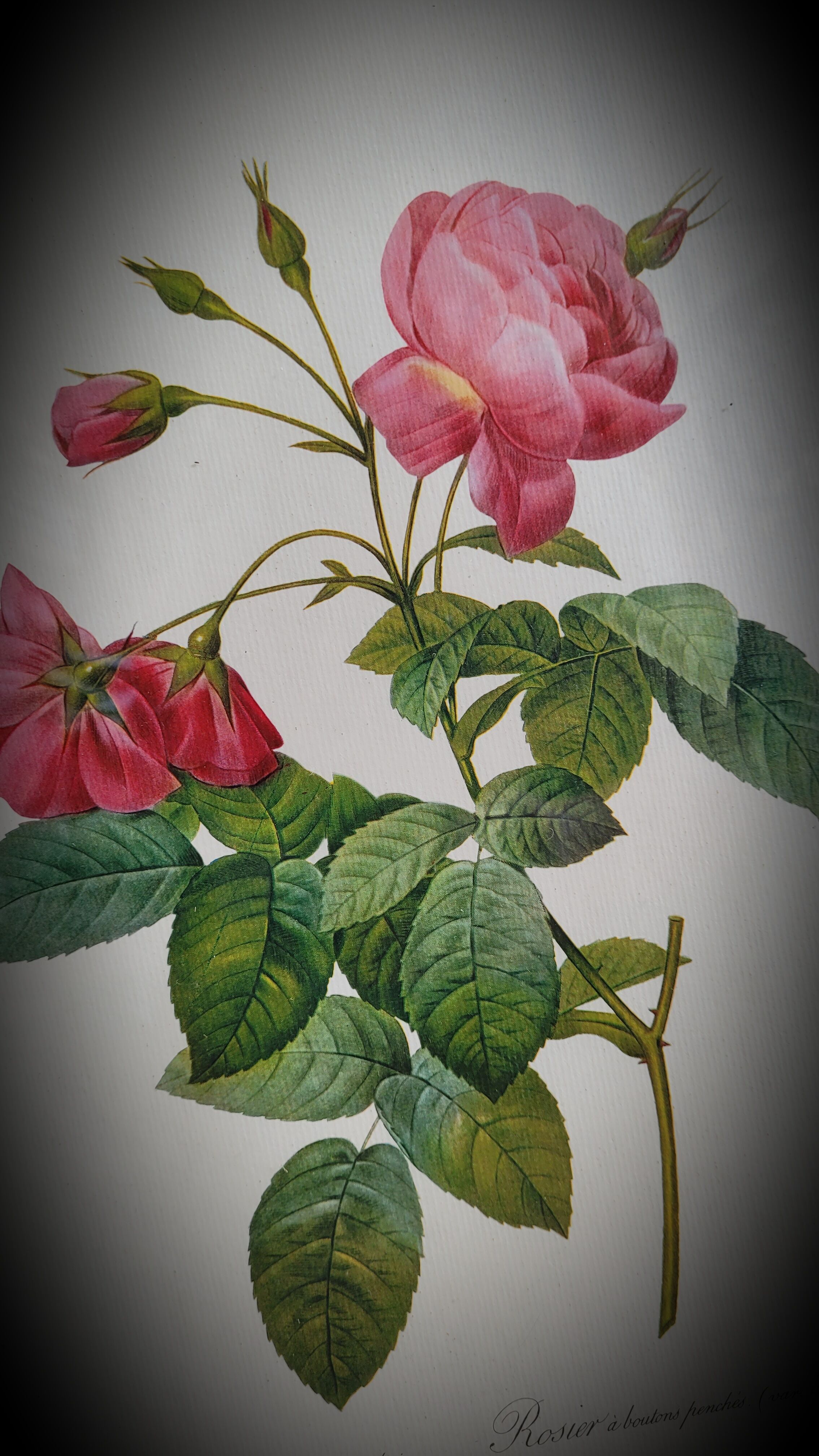 Litho rose leaning buds 30