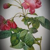 Litho rose leaning buds 30