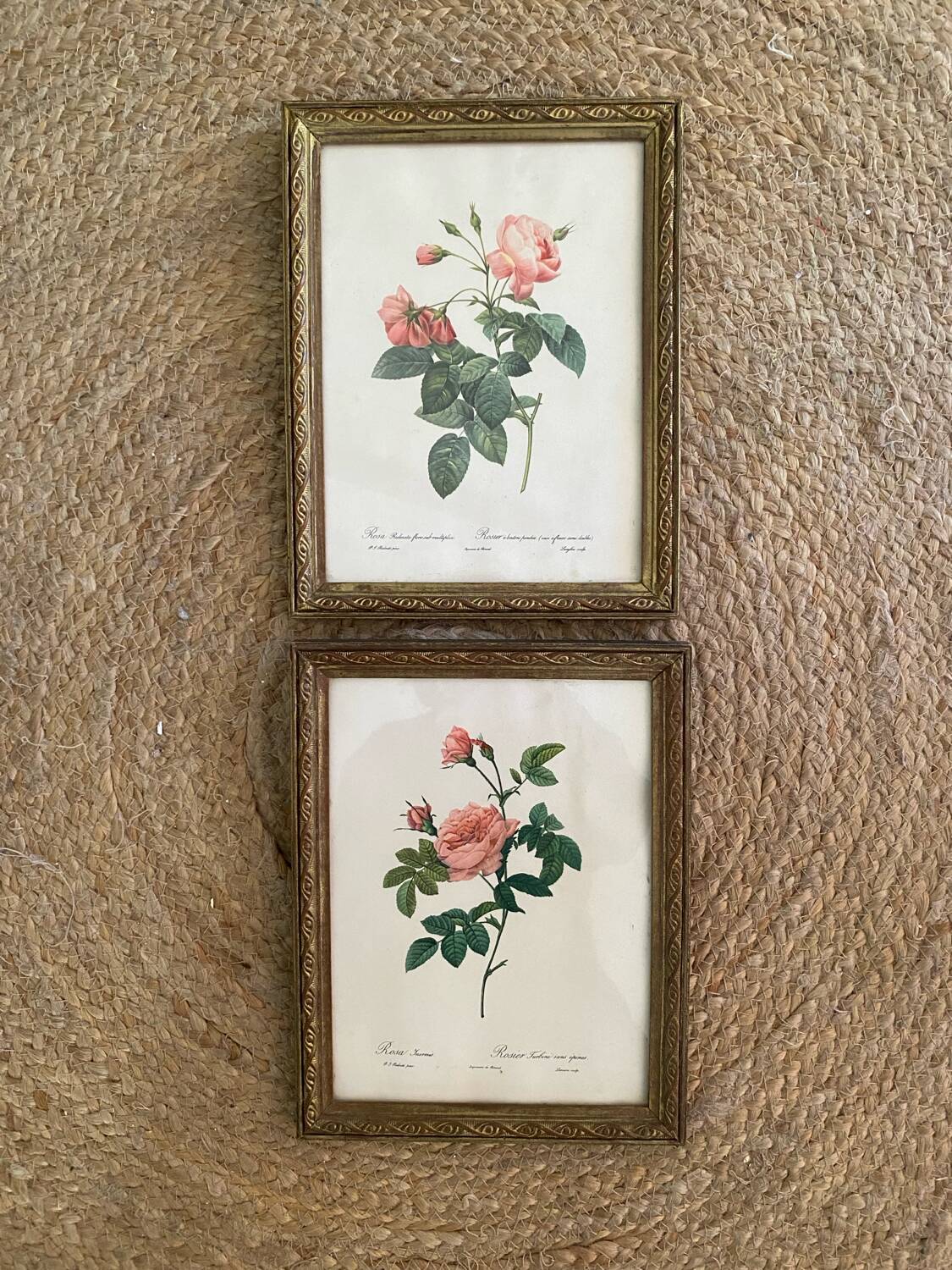 2 Redouté botanical frames of rose bushes.