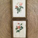 2 Redouté botanical frames of rose bushes.