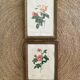 2 Redouté botanical frames of rose bushes.